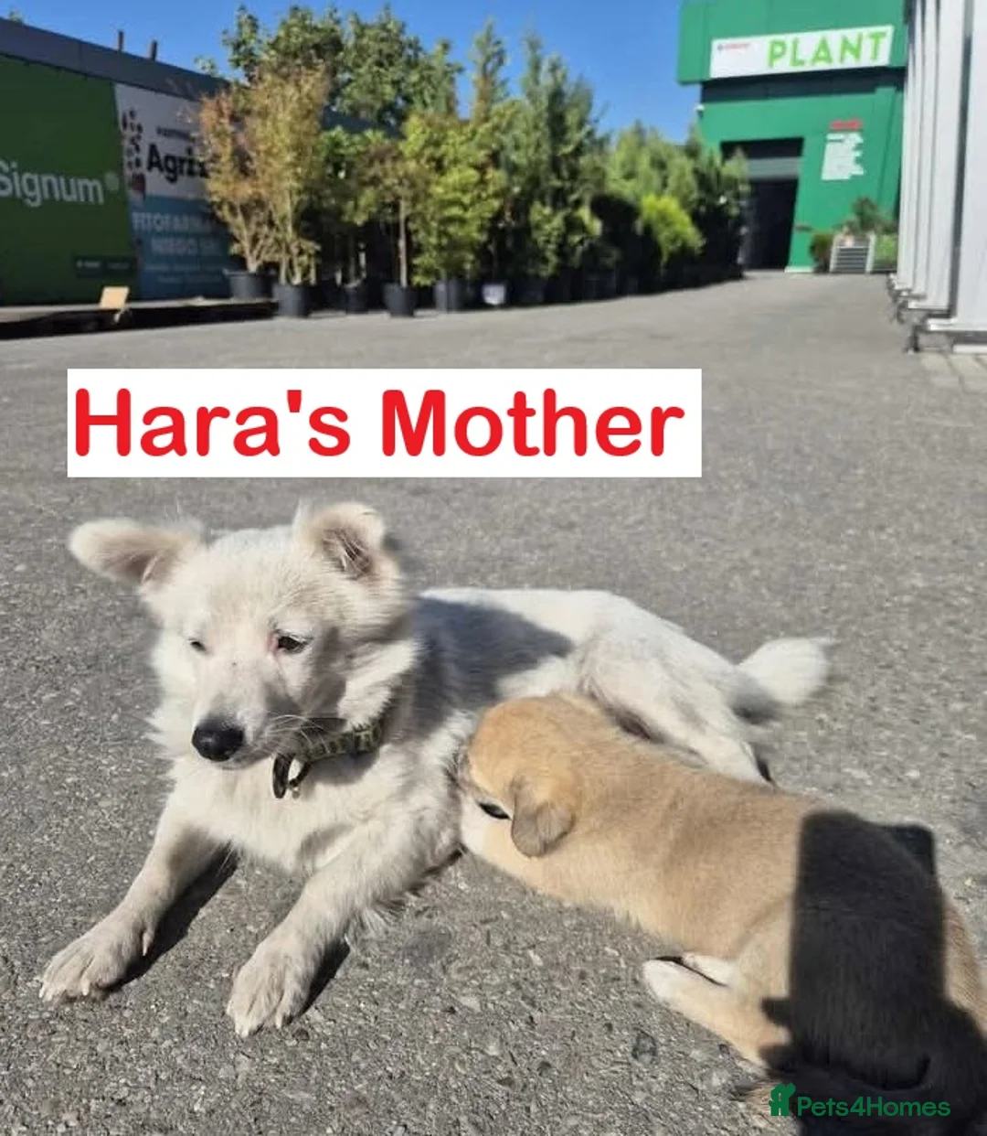 Mixed Breed dogs for adoption: 🌸Little HARA🌸- gentle, grateful and full of love - Advert 35