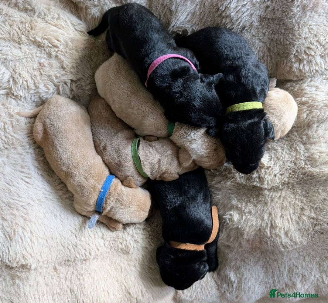 Mixed Breed dogs for sale: Goldador - Advert 10