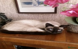 Maine Coon cats for sale: Very sad sale of Maine Coon & Siamese - Image 3