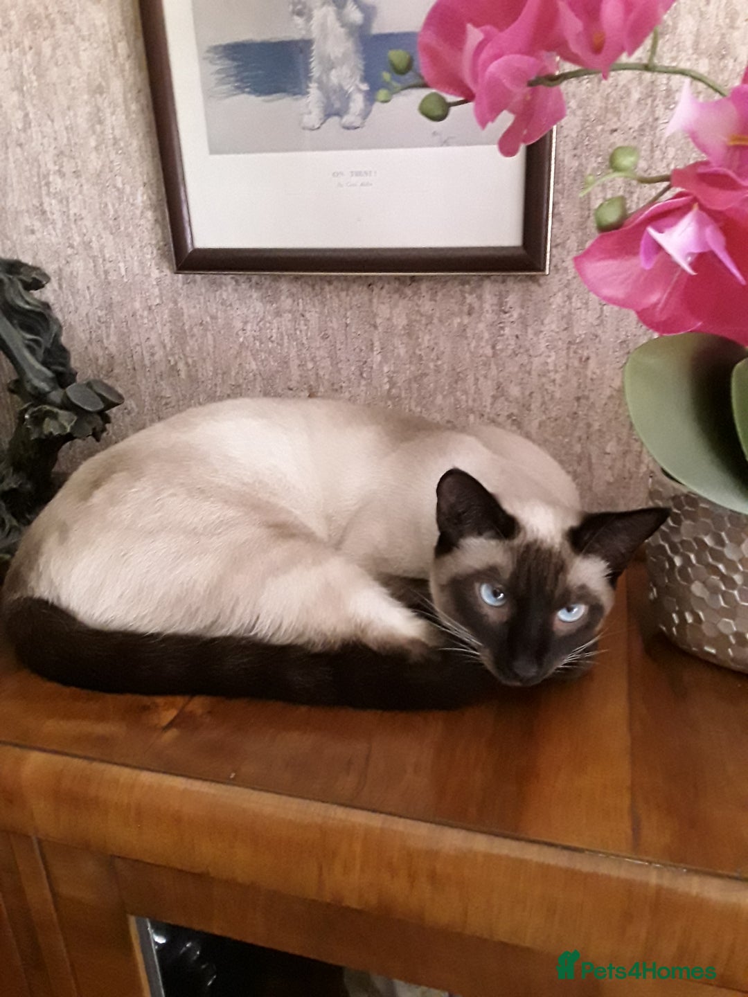 Maine Coon cats for sale: Very sad sale of Maine Coon & Siamese - Image 3