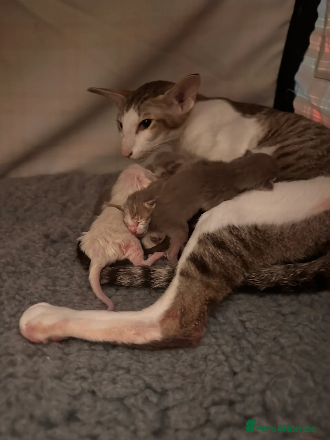 Siamese cats for sale: Siamese and Oriental kittens - Advert 8