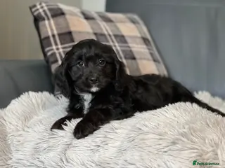 Cavapoo dogs STUNNING BLACK CAVAPOO BOY - Advert 1