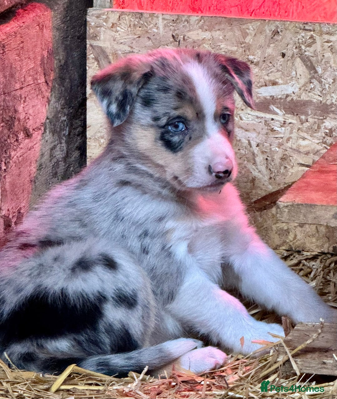 Border Collie dogs for sale: Gorgeous Collie Pups Mum ISDS Reg by Derwen Doug - Advert 4