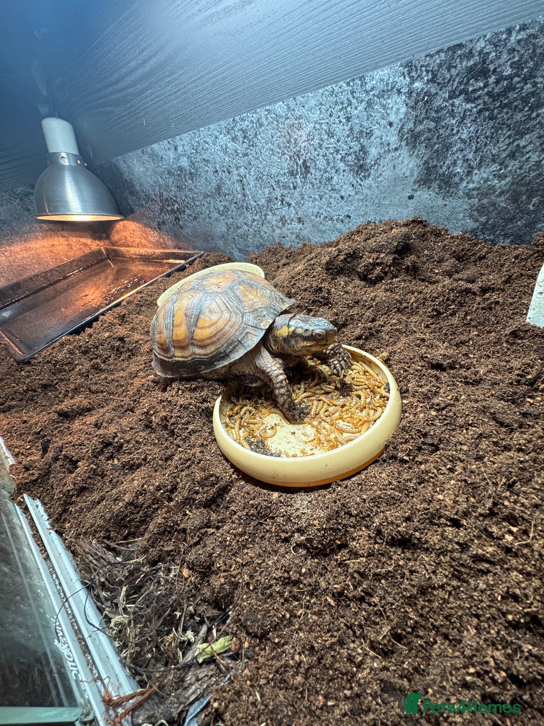 Turtle reptiles for sale: Box Turtle with setup  - Advert 2