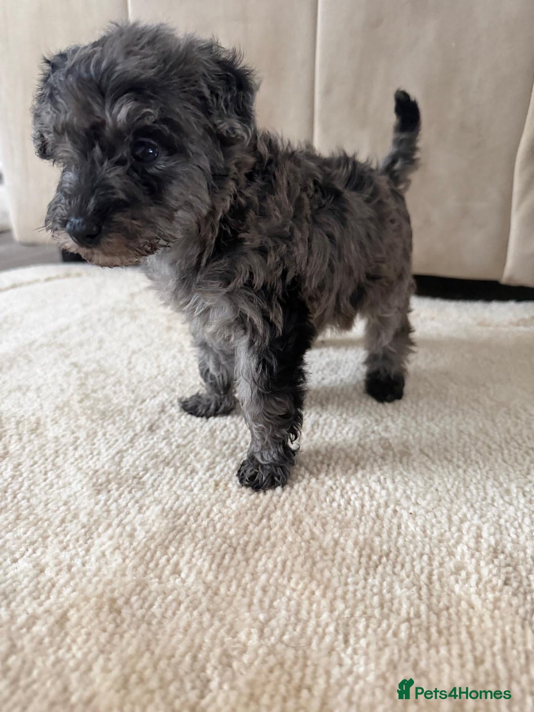 Mixed Breed dogs for sale: Schnoodle puppies for sale  - Advert 27