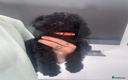Labradoodle dogs for sale: Miniature labradoodle puppies F1B ready now  - Image 1