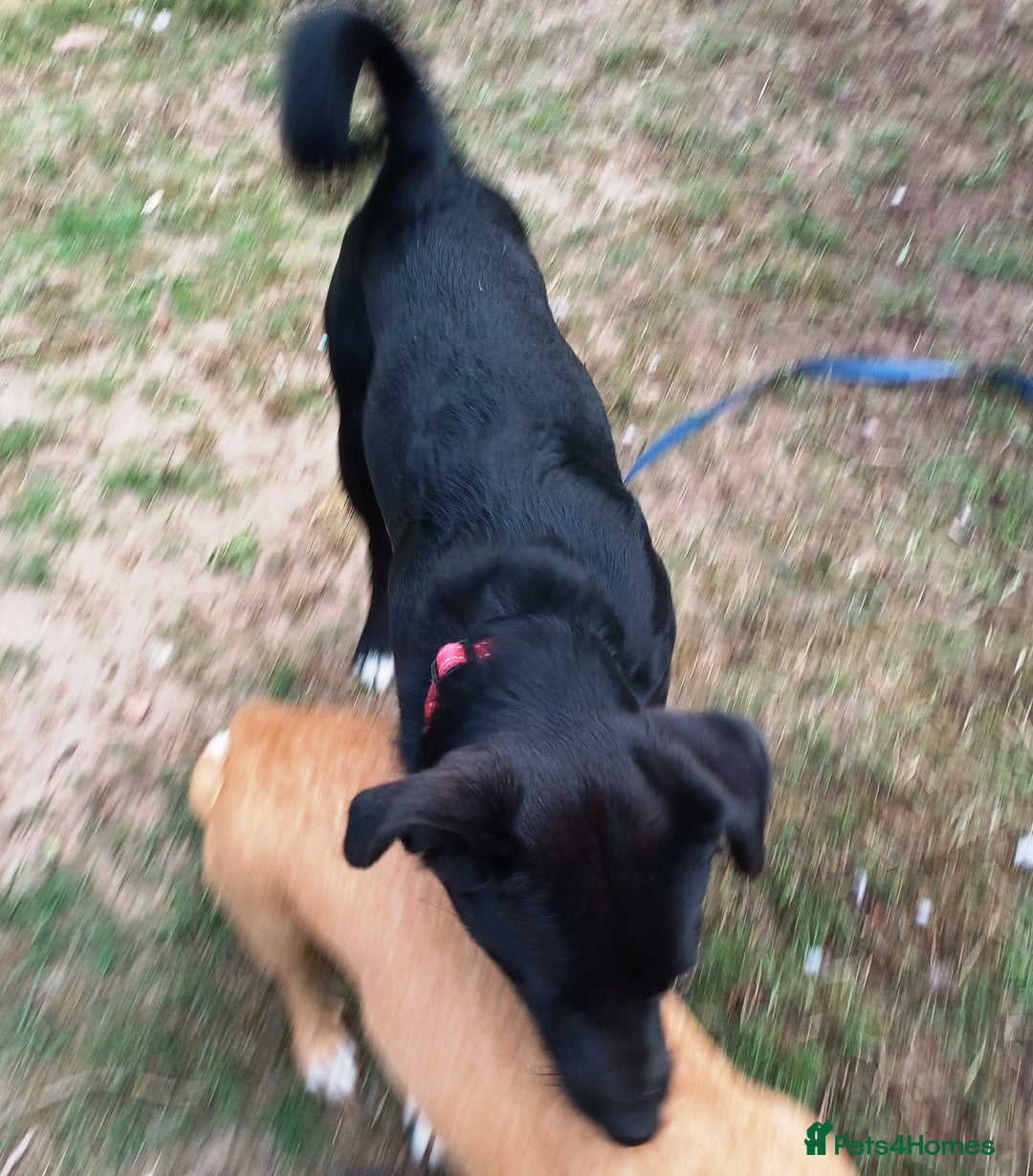 Mixed Breed dogs for adoption: An Adorable Labrador cross Boy - for a Loving Home - Image 14