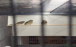 Finches birds for sale: Young Gouldian finches - Image 6