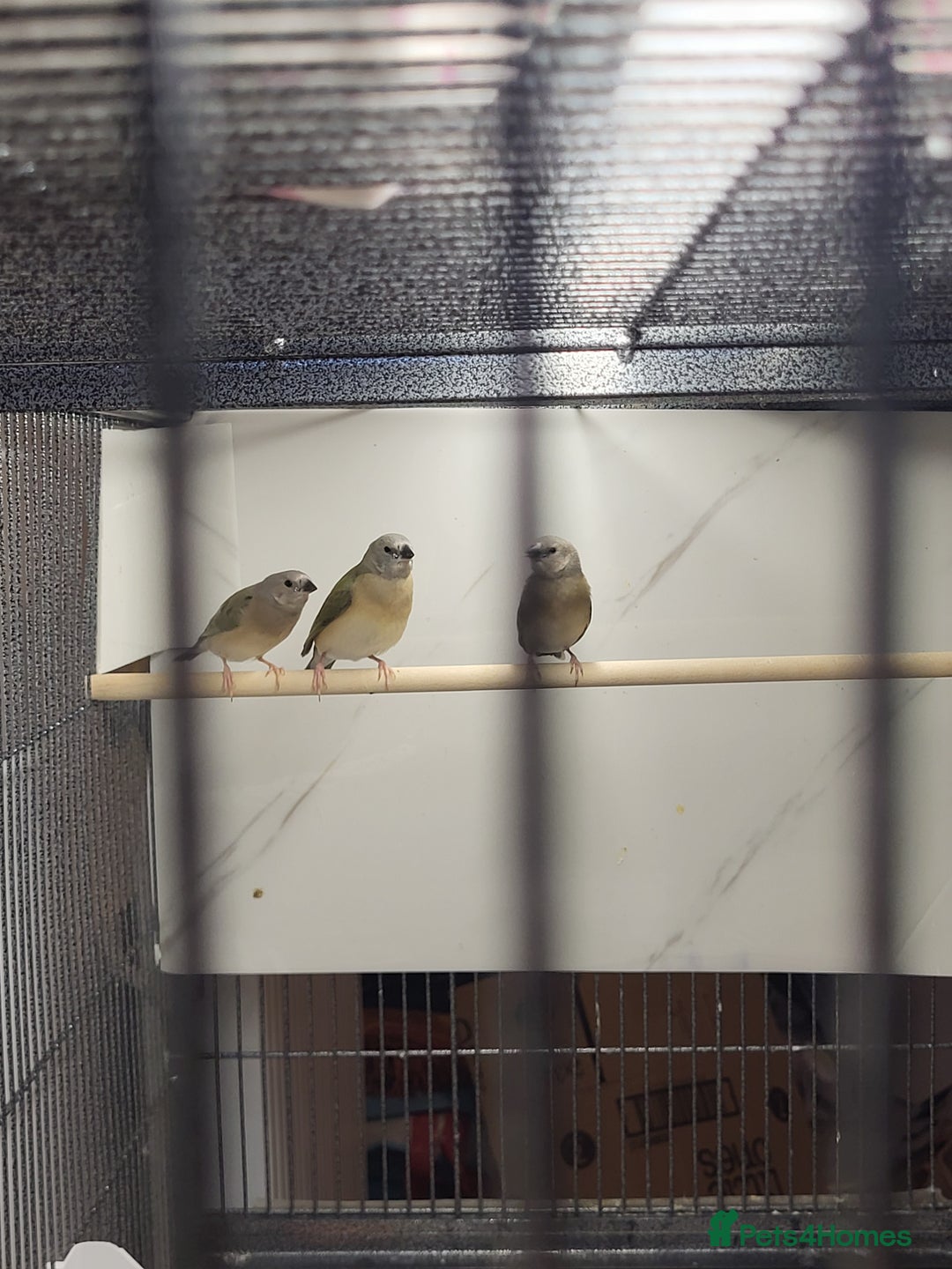 Finches birds for sale: Young Gouldian finches - Image 6