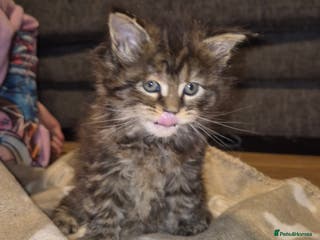 Maine Coon cats Russian /xxl maine coon - Advert 6