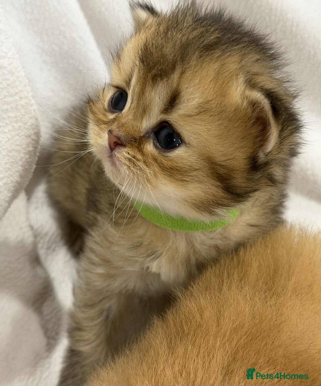 British Longhair cats for sale: ⭐️STUNNING GOLDEN BRITISH LONGHAIR TICA KITTENS⭐️ - Advert 9