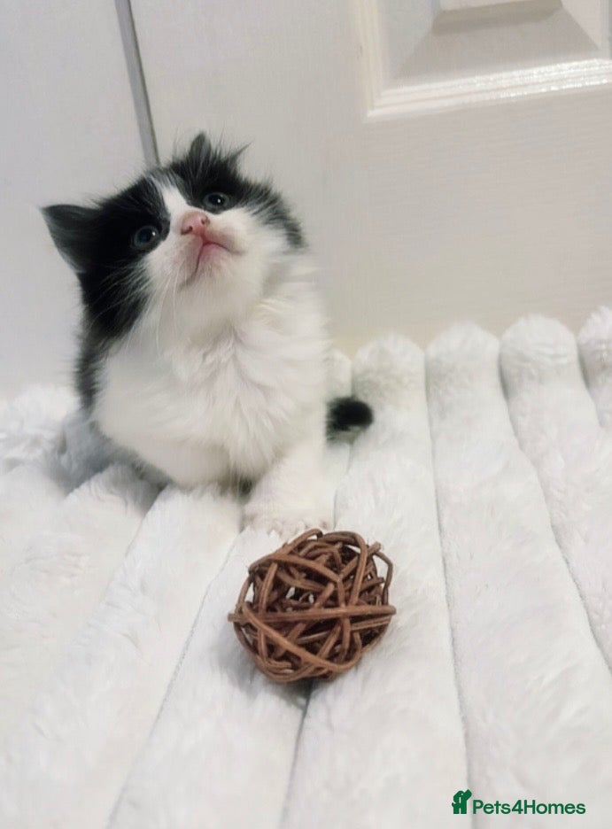 Mixed Breed cats Ready to leave now! -Only 3 Fluffy kittens left - Advert 10