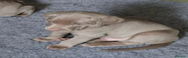 Weimaraner 2