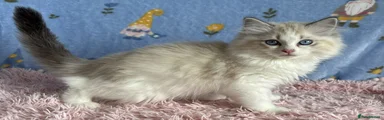 Ragdoll 5