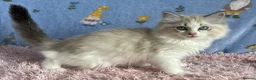 Ragdoll cats for sale: Beautiful TICA Registered Ragdoll Kittens - Advert 22