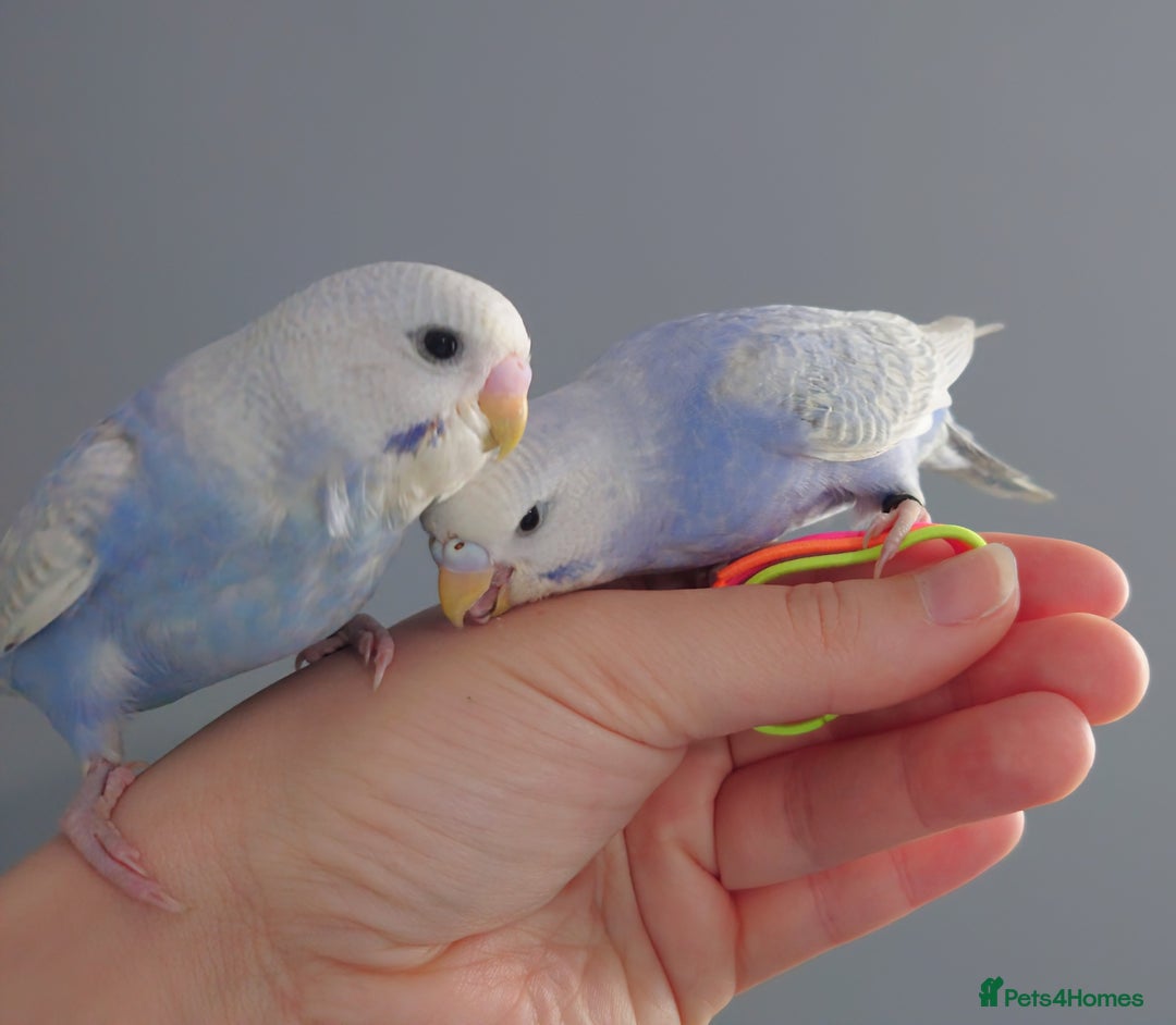 Budgerigars birds for sale: Hand reared silly tame baby budgies  - Image 14