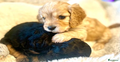Cavapoo dogs - Advert 2