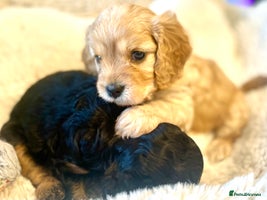 Cavapoo dogs - Advert 2