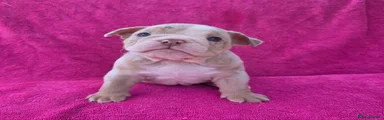English Bulldog 4