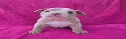English Bulldog dogs for sale: Beautiful litter of English Bulldogs - Advert 17
