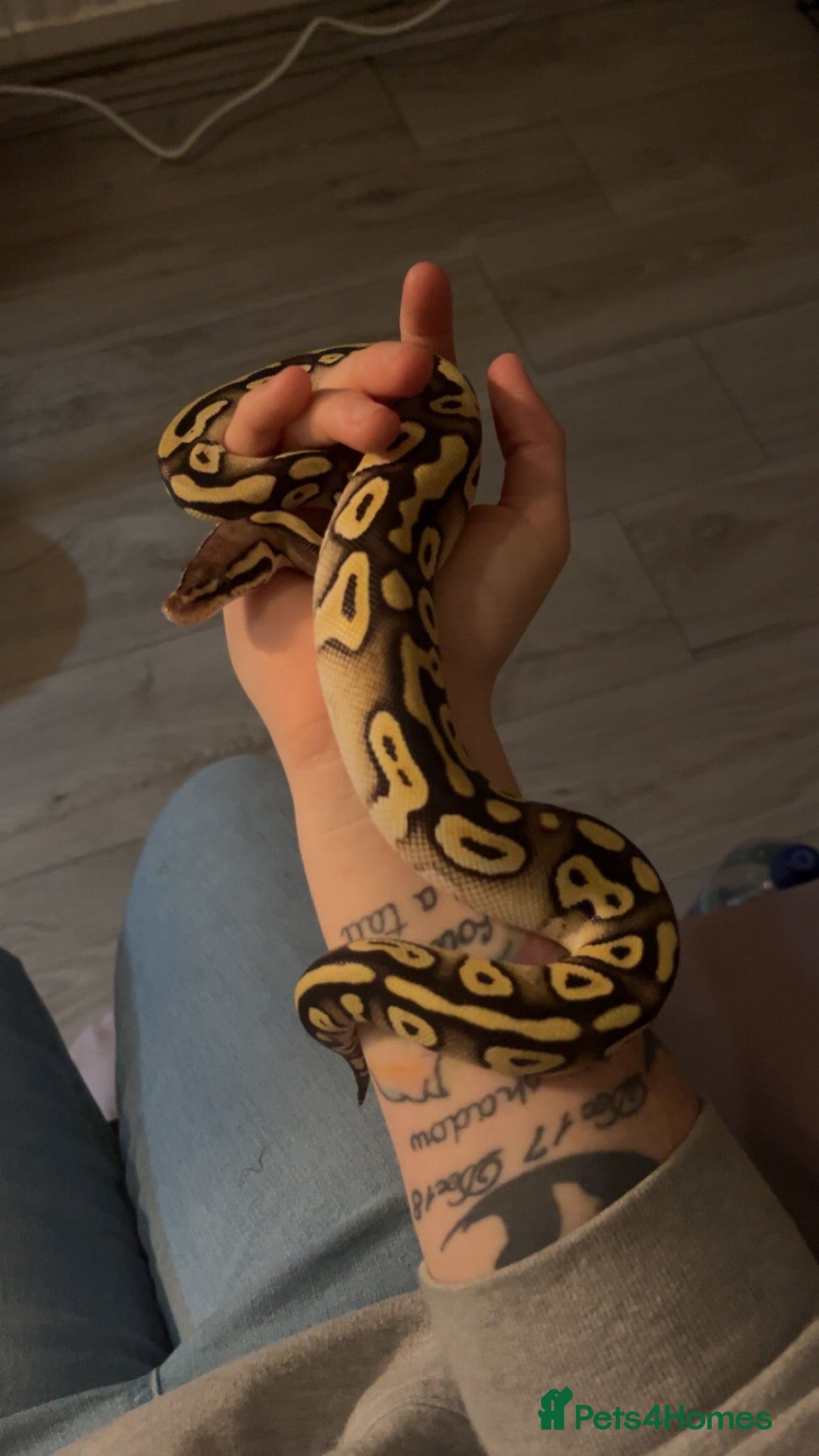 Python Snake reptiles Ball python looking for new home  - Advert 3