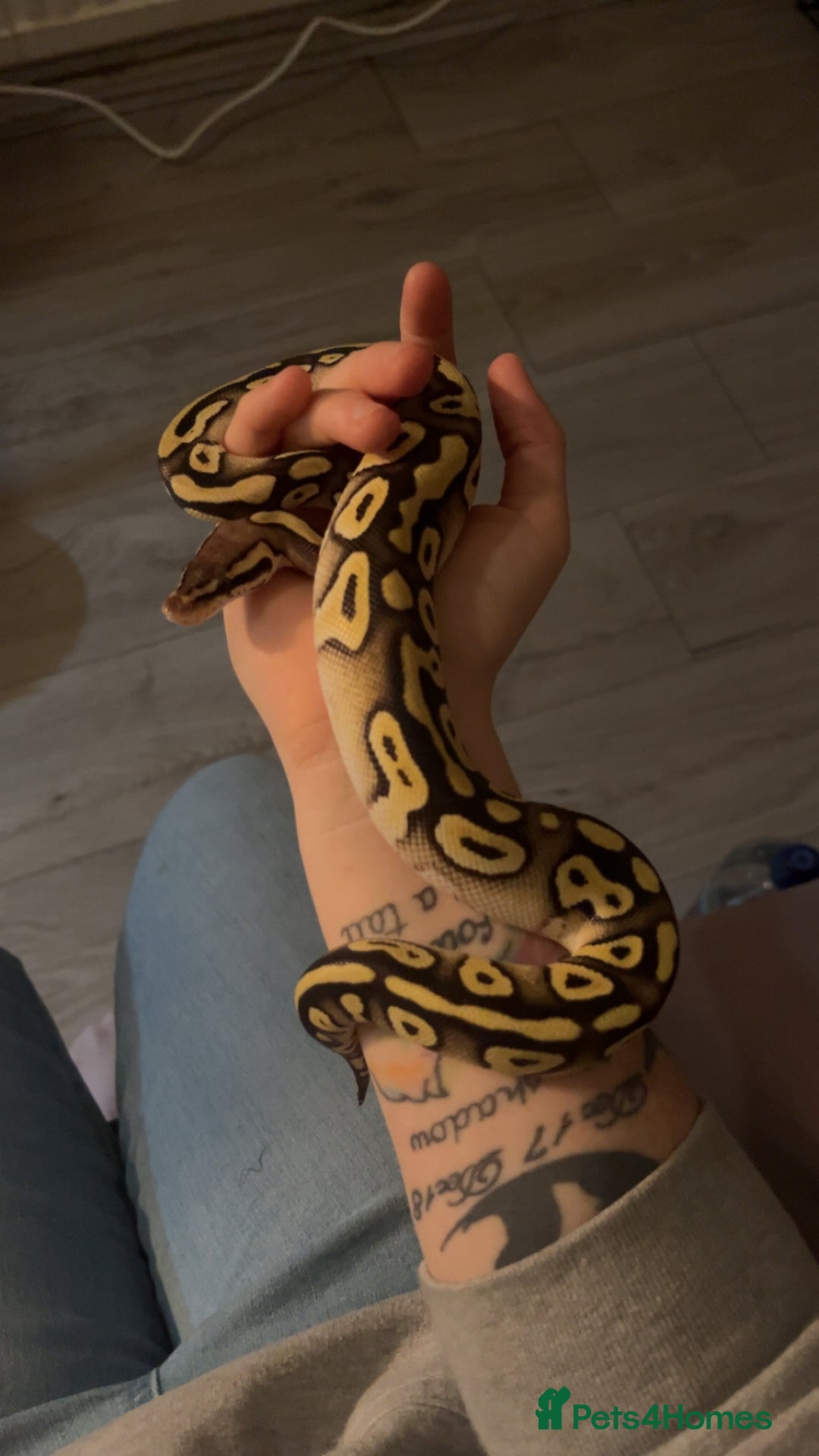 Python Snake reptiles for sale: Ball python looking for new home  - Advert 1