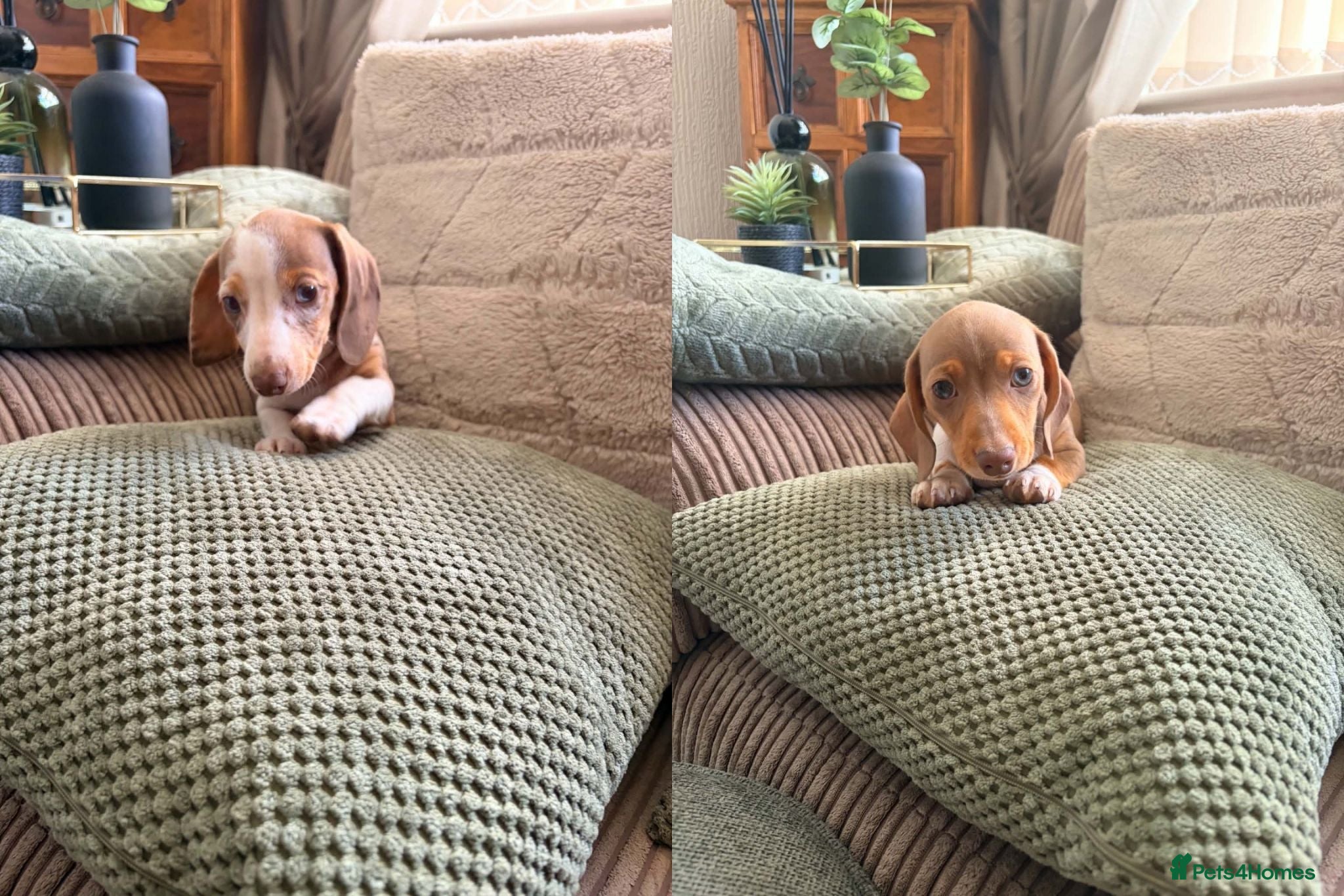 Miniature Dachshund dogs KC registered PRA clear miniature dachshunds - Advert 1