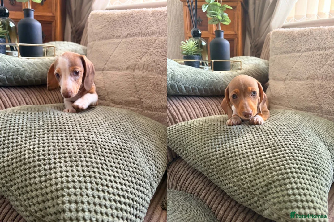 Miniature Dachshund dogs for sale: K.C Miniature Dachshunds Isabella Dapple PRA clear - Advert 1