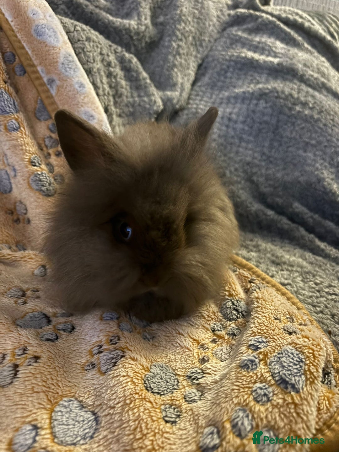 Lionhead rabbits for sale: bunnies - Advert 3