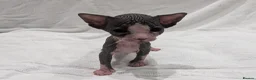 Sphynx cats for sale: ***TICA ACTIVE*** - PURE BREAD SPHYNX - AVAILABLE - Advert 9