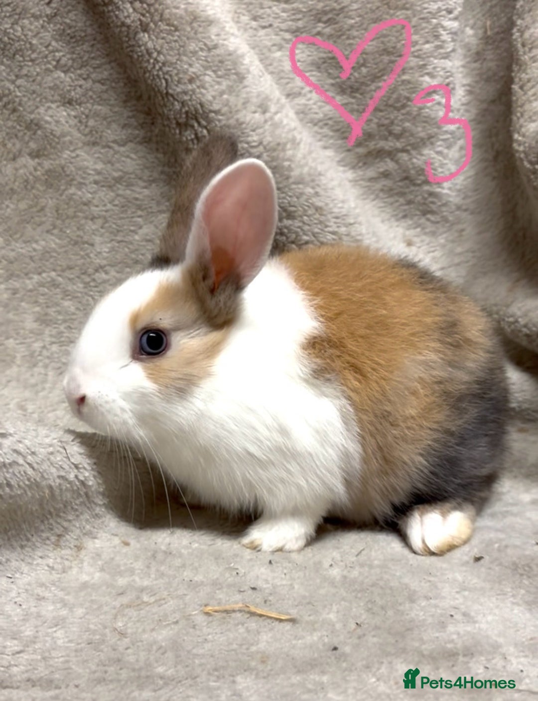 Mixed Breed rabbits for sale: 4 Beautiful baby mix breed bunnies  - Advert 12