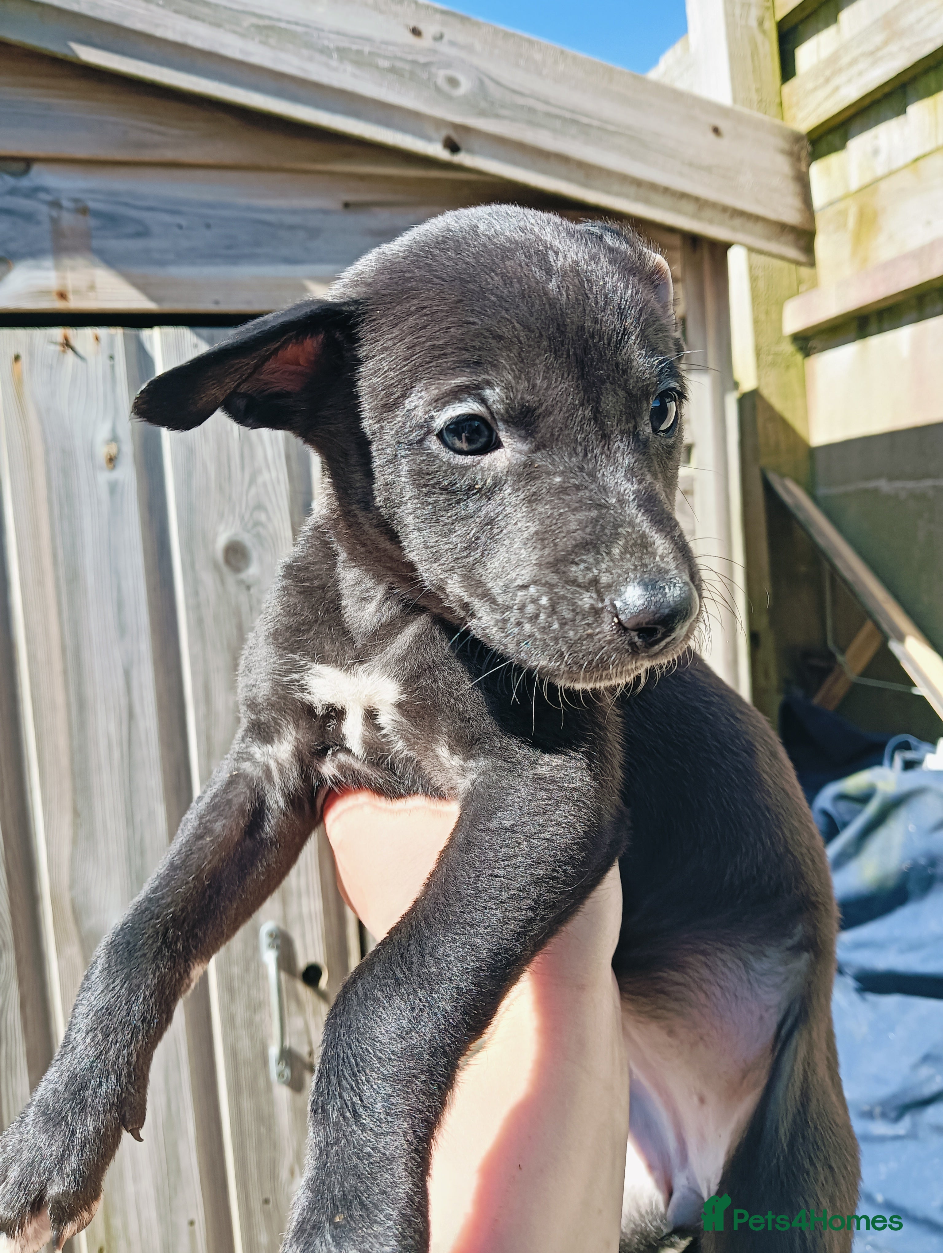Lurcher dogs Lurcher pups ready to go.  in Truro - Advert 4