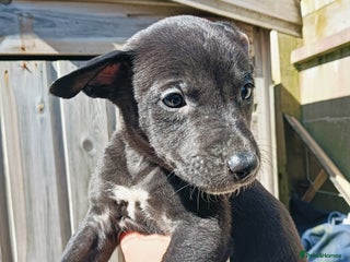 Lurcher dogs Lurcher pups ready to go. in Truro - Advert 4