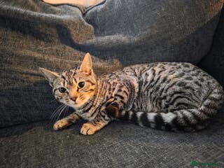 Bengal cats Female silver bengal - Advert 1