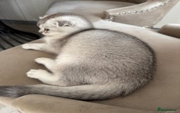 Scottish Fold cats for sale: Adorable Pure Scottish Fold Chinchilla Kittens in South Ockendon - Image 23