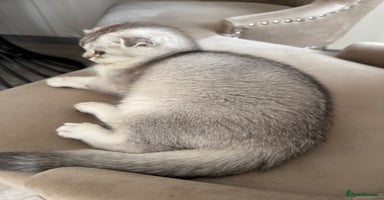 Scottish Fold cats in South Ockendon - Advert 5