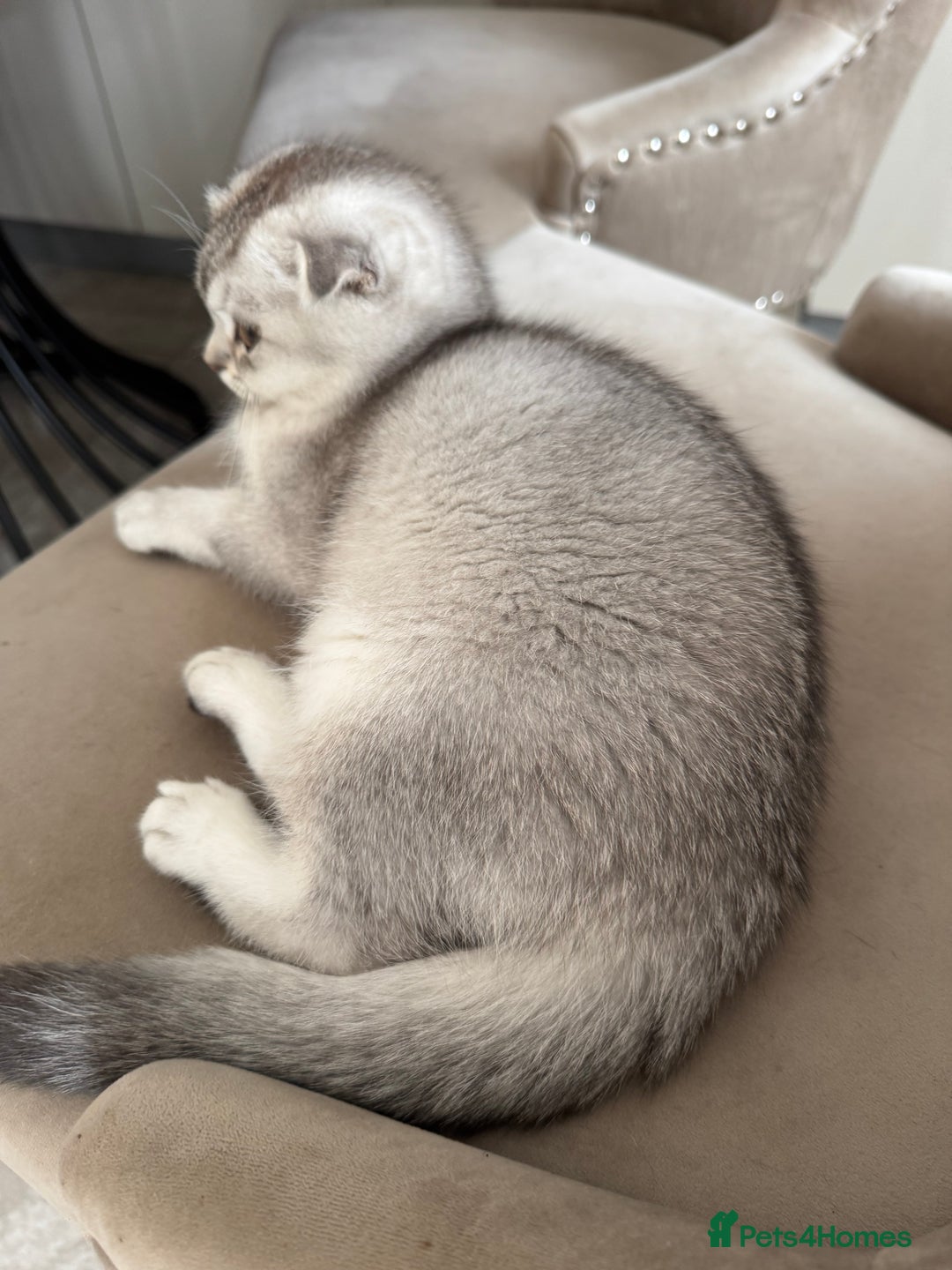 Scottish Fold cats for sale: Adorable Pure Scottish Fold Chinchilla Kittens in South Ockendon - Image 23
