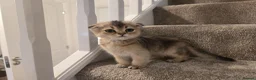 Scottish Fold cats for sale: Scottish fold in Nottingham - Advert 2