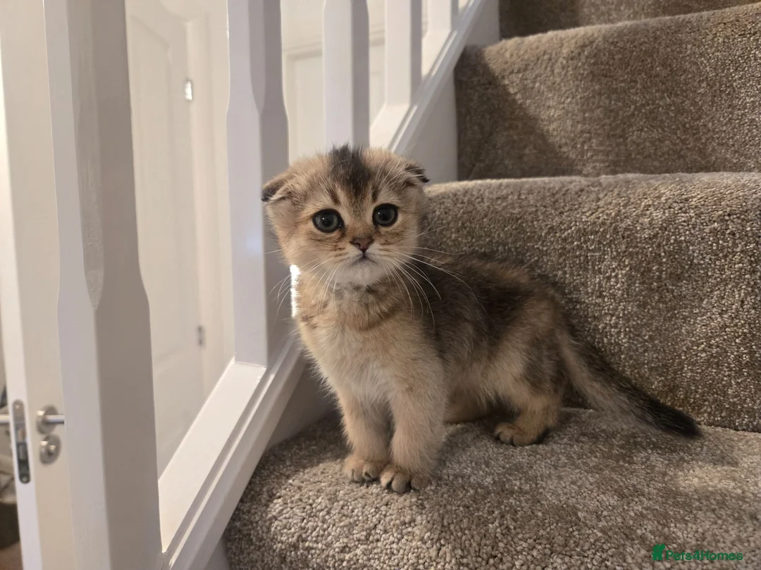 Scottish Fold cats for sale: Scottish fold in Nottingham - Advert 2