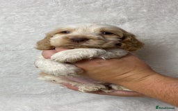 Cocker Spaniel dogs for sale: Show type cocker spaniels  - Image 1