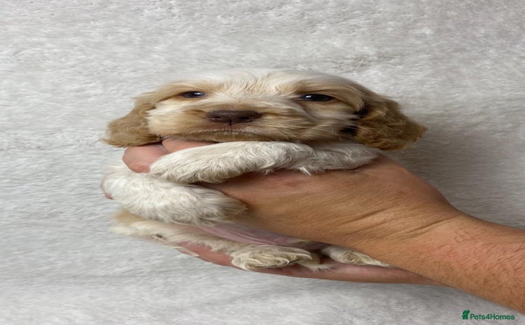 Cocker Spaniel dogs - Advert 1