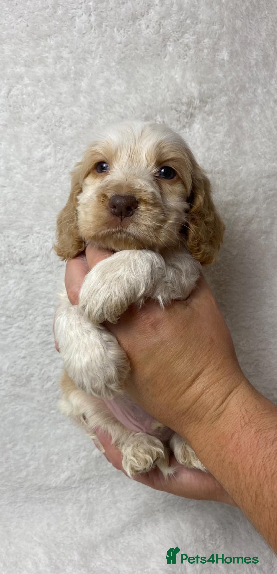 Cocker Spaniel dogs for sale: Show type cocker spaniels  - Image 1