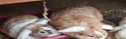Mixed Breed rabbits for sale: Rabbits To Go To a Good Home in Doncaster - Advert 10