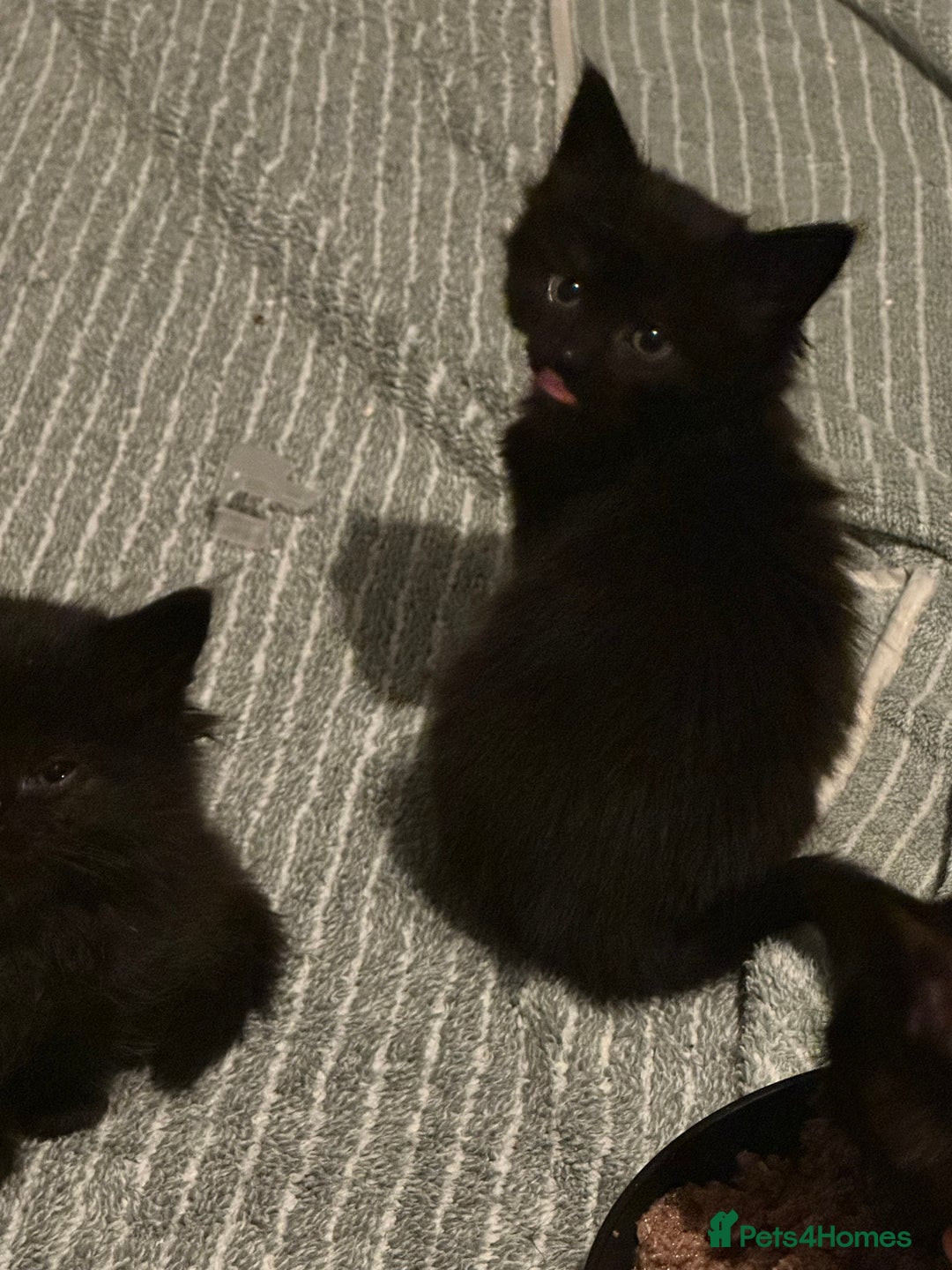 Maine Coon cats for sale: Maincoon cross ragdoll - Advert 2