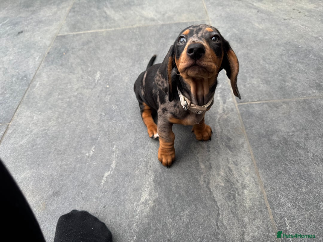 Miniature Dachshund dogs for sale: Stunning miniature dachshund boy - Image 2