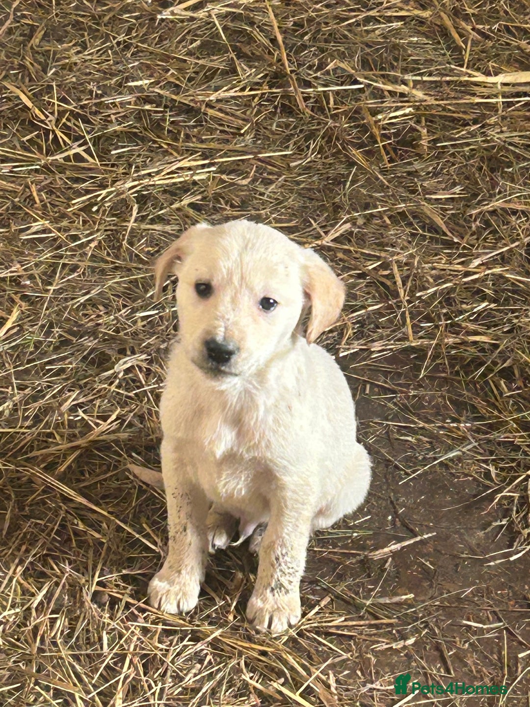 Golden Retriever dogs for sale: 5 golden retriever puppies - Advert 7