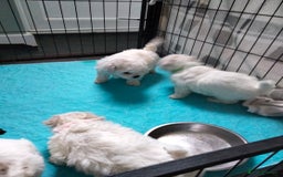 Bichon Frise dogs for sale: KC. REG BICHON FRISE PUPS - Advert 5