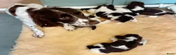 English Springer Spaniel dogs for sale: *5 star licenced breeder* - Springer Spaniel Pups in Braintree - Advert 1