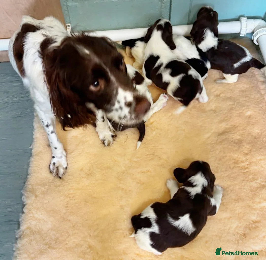 English Springer Spaniel dogs for sale: *5 star licenced breeder* - Springer Spaniel Pups in Braintree - Advert 1