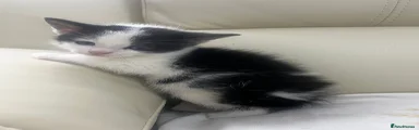 kiko